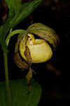 Kentuckey lady's slipper